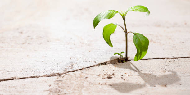 istock Young plants growing in a crack on a concrete footpath. Conquering adversity concept. 1468481081