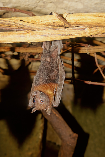 The little red flying-fox (Pteropus scapulatus) is a megachiropteran bat native to northern and eastern Australia. The species weighs about half a kilogram, one US pound, and is the smallest species of Pteropus in mainland Australia.