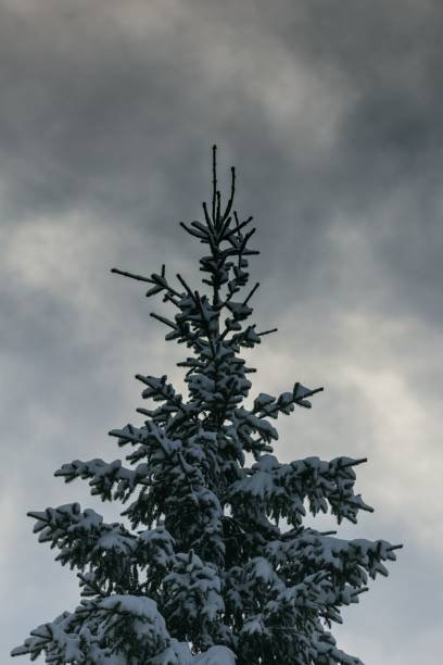 a snow-dusted pine tree in the foreground against a cloudy sky