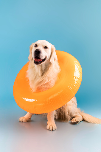 Portrait of calm healthy dog sitting on the floor in swim ring isolated over blue studio background wall. Cute furry golden retriever resting and posing, free copy space, banner. Domestic Pet Concept