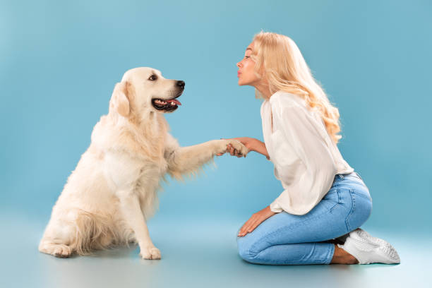 красивая женщина играет с собакой в студии - golden retriever retriever dog smiling стоковые фото и изображения