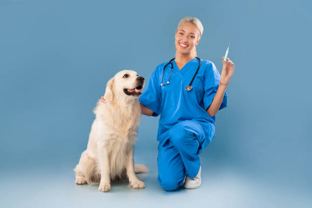 スクラブユニフォームの看護師は、犬のシリンジでポーズをとっています - pets dog office vet ストックフォトと画像