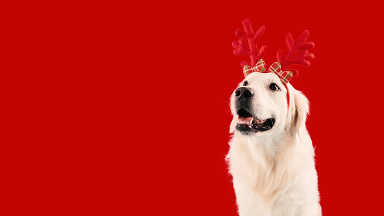 Cute labrador dog wearing funny red deer horns sitting isolated on red studio background, panorama with copy space. Golden retriever celebrating holiday, banner