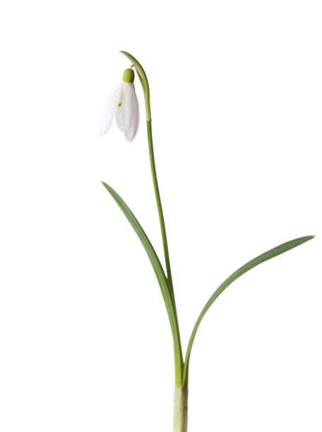istock Snowdrop flower isolated on white background.  Selective focus 1468484146