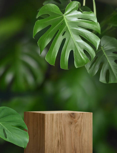 istock monstera deliciosa Green background 1468488947
