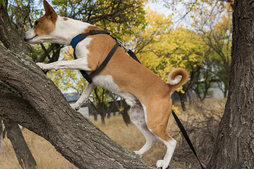 Portrait of mature basenji dog crawling  on wild pear  tree branch in search of some canine food