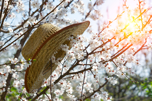 Flowering tree branch in spring, beauty in nature, selective focus. The beginning of spring, straw hat