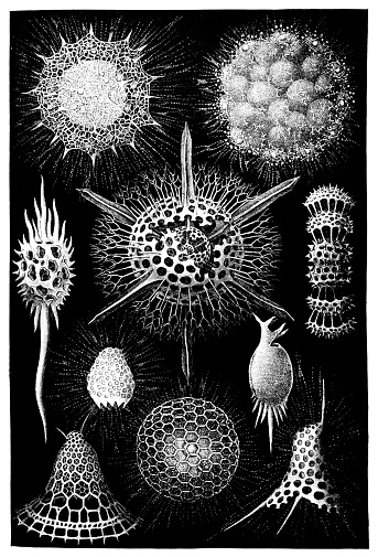 The Radiolaria, also called Radiozoa, are protozoa of diameter 0.1–0.2 mm that produce intricate mineral skeletons