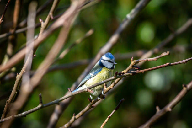 istock A blue tit perched on a bare tree branch, with a shallow depth of field 1468491869