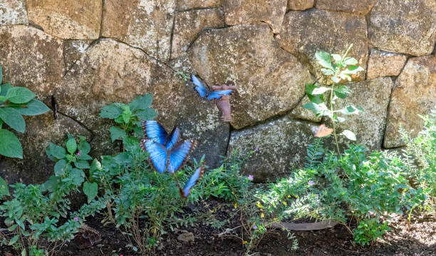 Blue Morphos butterflies flying.