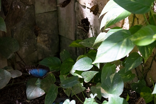 Blue Morphos butterflies flying.