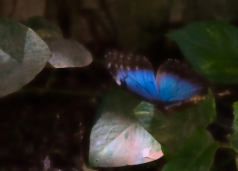 Blue Morphos butterflies flying.  Post processed to give an abstract painterly effect.