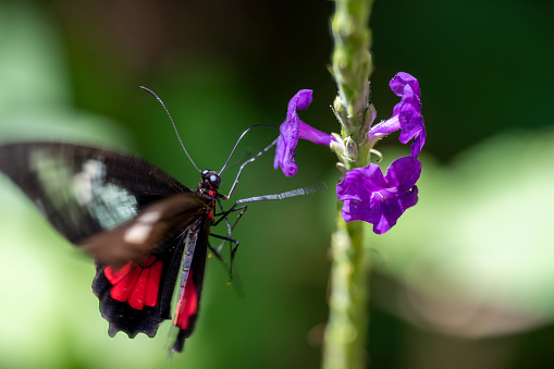 Beautiful Large Swallowtail Crimson Rose Pachliopta hector butterfly Sitting on Wall of Tropical Butterfly Garden in Zoo