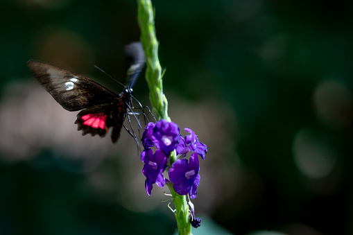 a butterfly feeds on nectar in the Annapurna region of Nepal
