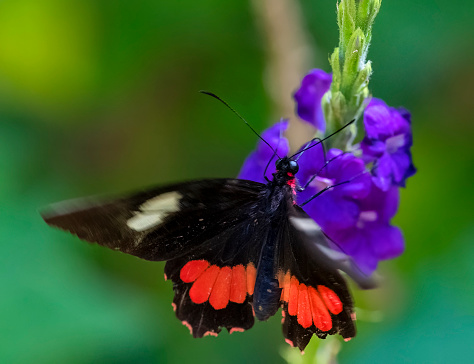 Doris long wing (Heliconius doris) butterfly in Costa Rica.