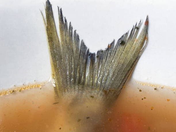 Close up shot of fish tail in broth