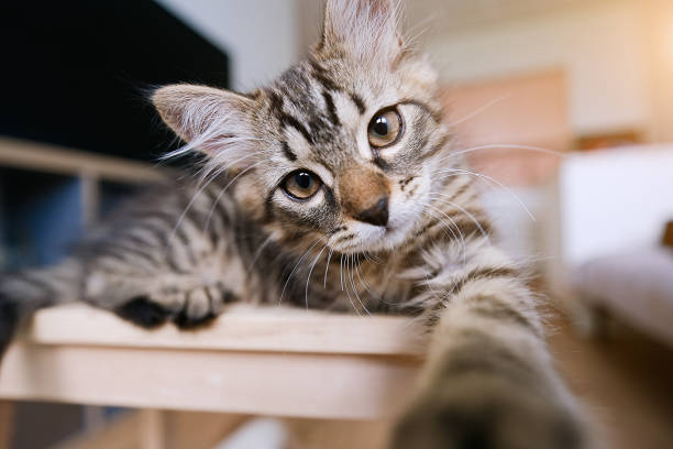 ลูกแมวแท็บบี้ตัวน้อย - purebred cat ภาพสต็อก ภาพถ่ายและรูปภาพปลอดค่าลิขสิทธิ์