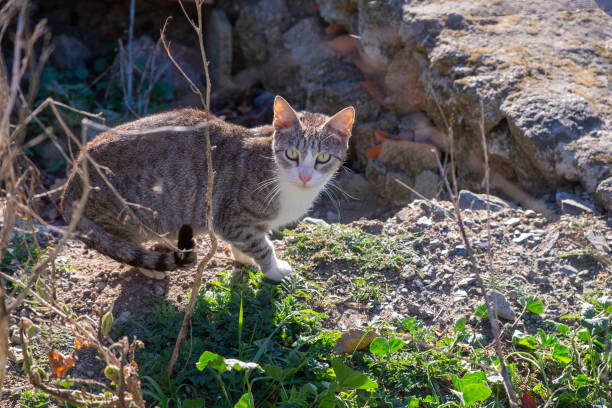 istock Young stray cat on a wall, resting and sunbathing 1468502050