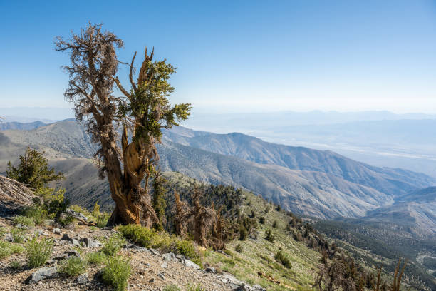 frondoso albero di setole lungo il sentiero con vista aperta sulla valle della morte - bristlecone pine foto e immagini stock