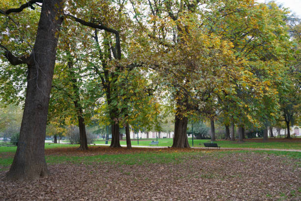 istock Sempione park in Milan at fall 1468505393