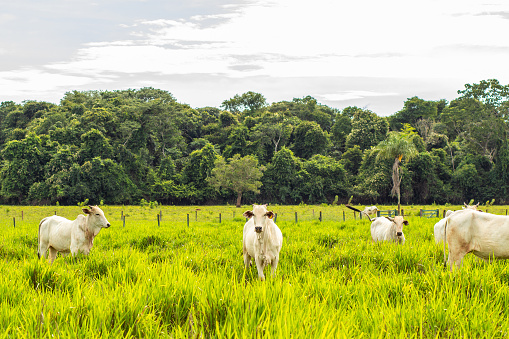 Goiania, Goias, Brazil – February 21, 2023: A small herd of white cattle in a cool green pasture on a sunless day. Horizontal format.