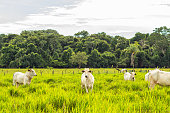 A small herd of cattle in a pasture.