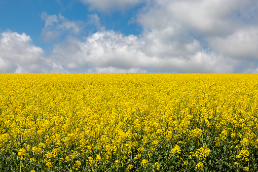 Canola crops in the South Downs, on a sunny Spring day