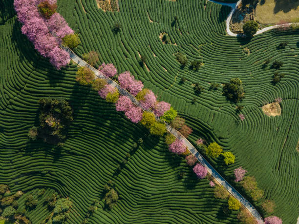 vista aerea della montagna del tè biologico alla ciliegia - tree spring blossom mountain foto e immagini stock