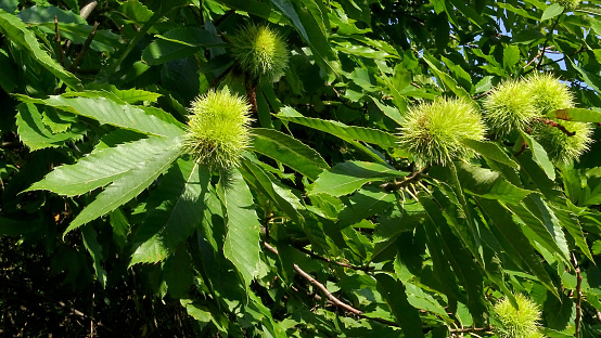 Chestnut tree full of groups of curly chestnut. (not yet ripened)