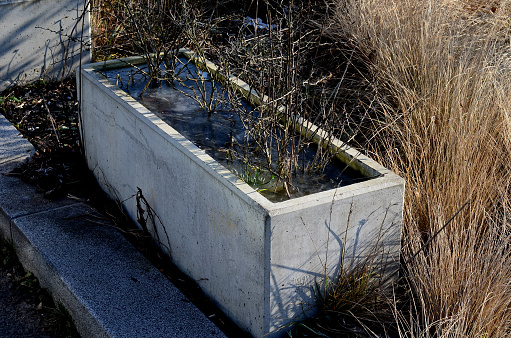 concrete flower pot where the water drainage failed. the rain filled it with water level and it froze in winter. there is a risk that the casing of the box will be torn by frost, the plants will drown, clogged drain, outflow, flowerpot