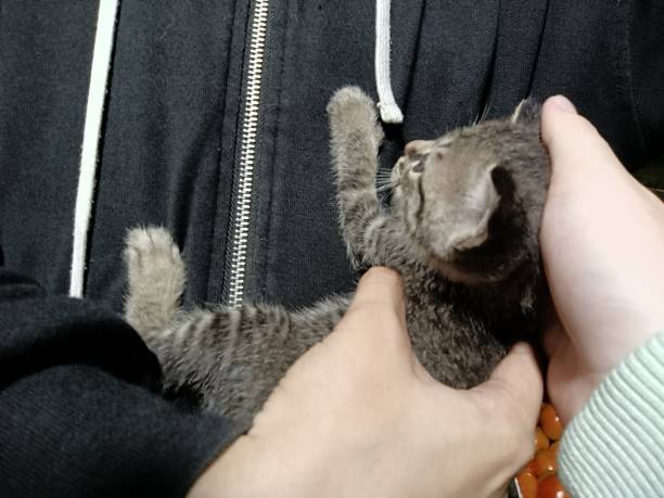 istock a small black gray kitten being held by someone gently and lovingly 1468512035