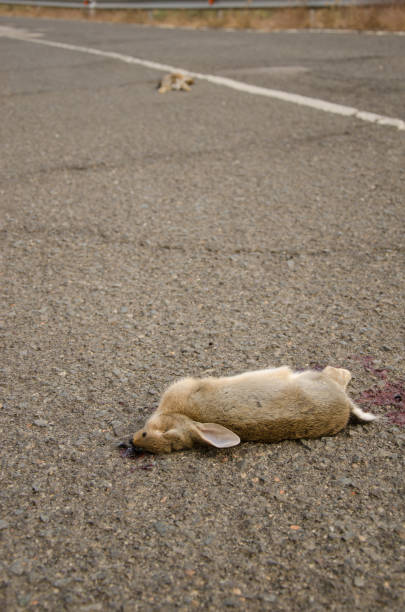 istock European rabbits run over on the road. 1468512647