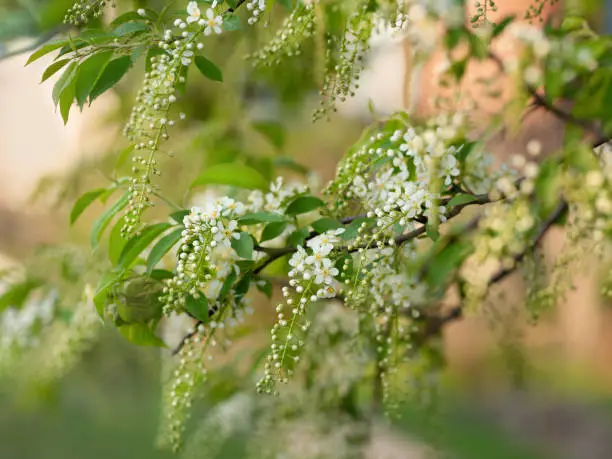 Blossoming cherry blossom branches in springtime outdoors. Floral background, soft focus.