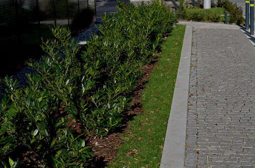 An evergreen shrub in front of a light wood wire fence will improve the opacity of the street. drip irrigation dispenses water into shrub plantings. mulching saves water and reduces evaporation, laurocerasus, novita, outdoor, opacity