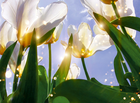 White blooming tulips against the blue sky. Photographed against the sun.