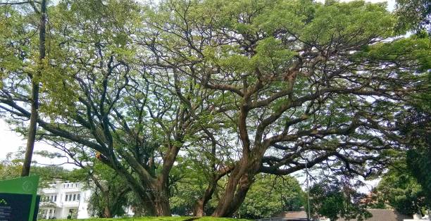 istock Serene sunny view of big tree with branches 1468518017