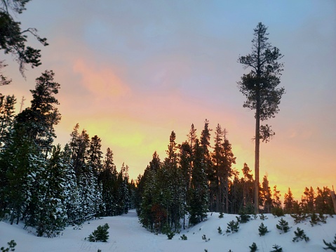 Cold winter day sunset landscape with snowy trees. Photo from Sotkamo, Finland. Background Heavy snow view.