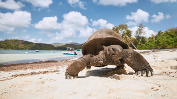istock Aldabra giant tortoise on sand beach in Seychelles 1468519222
