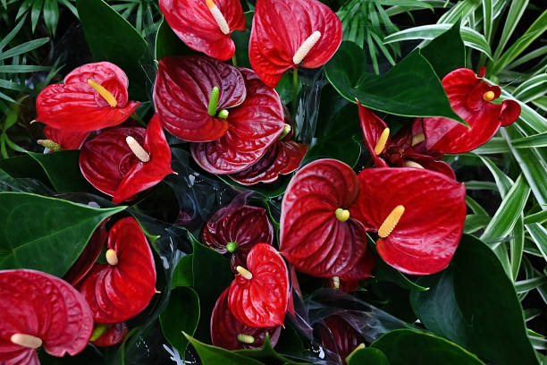 Red anthurium flowers, close up. Red tailflower, flamingo flower, laceleaf in flower shop, banner tropical background Red anthurium flowers, close up. Red tailflower, flamingo flower, laceleaf in flower shop, banner tropical background anthurium stock pictures, royalty-free photos & images