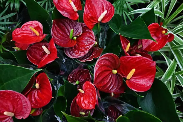 Photo of Red anthurium flowers, close up. Red tailflower, flamingo flower, laceleaf in flower shop, banner tropical background
