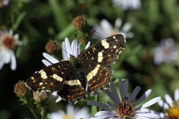 istock Butterfly on flowers in sunny day 1468522518
