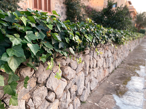 Stone wall with planted ivy
