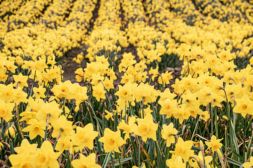 full fields  of  yellow  daffodils in Wales