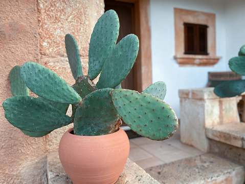 Flowerpot with a large cactus in front of the door of the house