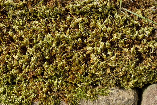 Moss covered dry stone wall