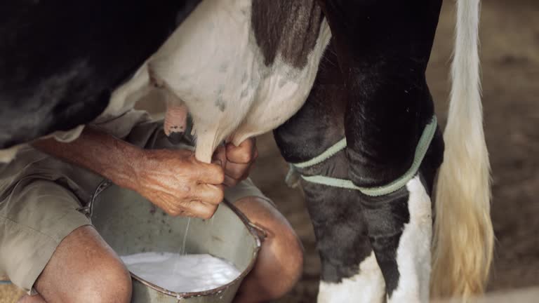 milking the cow in the corral