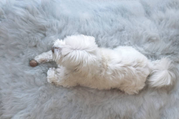 White and fluffy Maltese dog lying on fluffy carpet from sheep's wool and playing with walnut. High angle view
