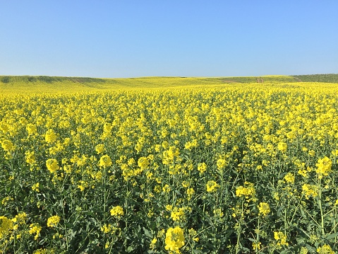 A field of bright yellow oilseed rape situated immediately behind the cliffs of Bempton on the spectacular North Yorkshire coast. Rolling hills in the background.