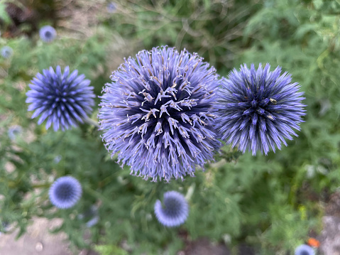 The colourful flowers of Echinops sp., commonly known as the southern globe thistle, flowering in a garden in West Yorkshire, UK.
