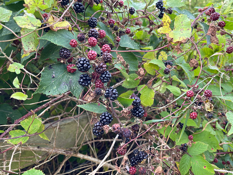 The colourful Autumn fruits of the bramble or blackberry, commonly found growing uncultivated in English hedgerows, along country lanes and on wastelands.